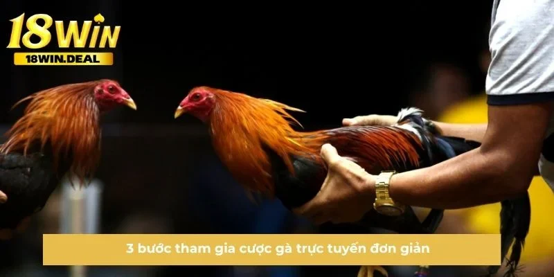 3 bước tham gia cược gà trực tuyến đơn giản