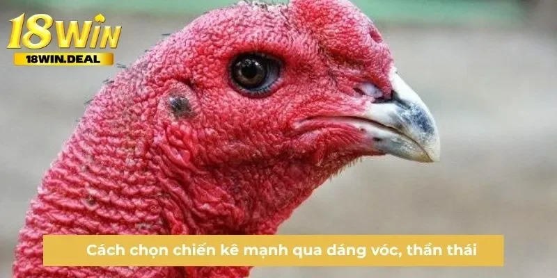 Cách chọn chiến kê mạnh qua dáng vóc, thần thái