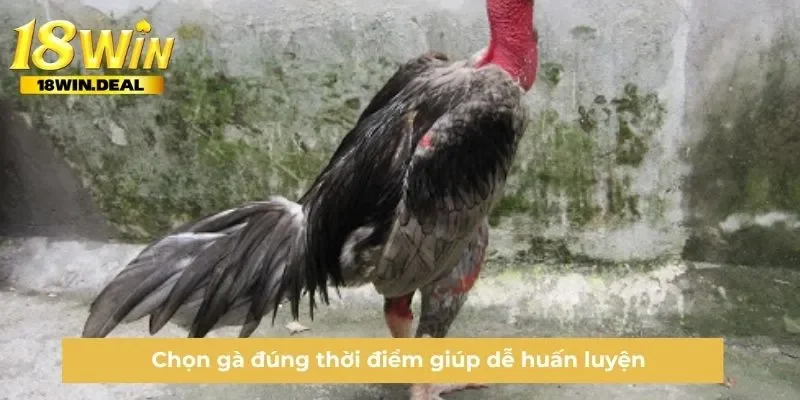 Chọn gà đúng thời điểm giúp dễ huấn luyện
