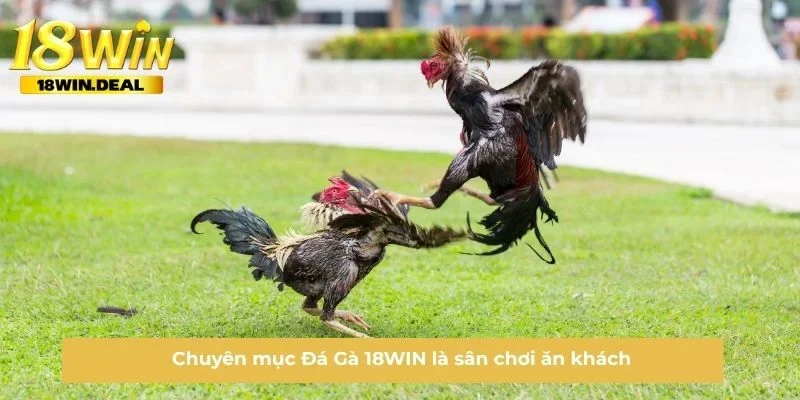 Chuyên mục Đá Gà 18WIN là sân chơi ăn khách