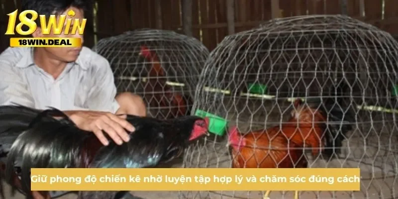 Giữ phong độ chiến kê nhờ luyện tập hợp lý và chăm sóc đúng cách