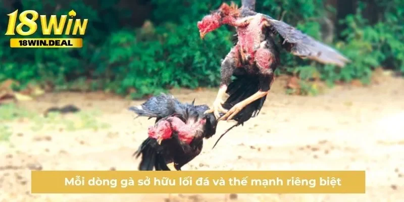 Mỗi dòng gà sở hữu lối đá và thế mạnh riêng biệt